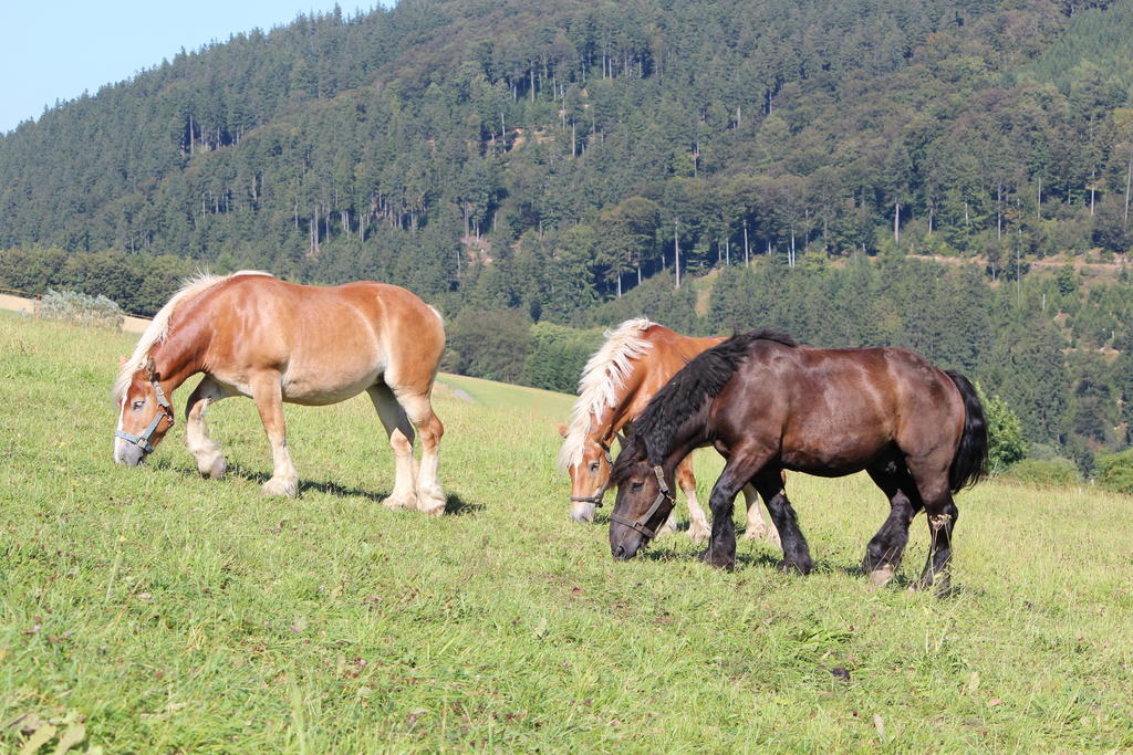 Ferienwohnung Emde Willingen  Exteriér fotografie